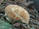 Postia ptychogaster
