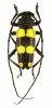 Aegoidus debauvei