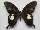 Papilio nephelus chaon