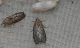 Galleria mellonella - zavíječ voskový