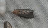 Galleria mellonella - zavíječ voskový