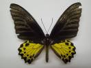 Troides helena cerberus