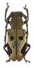 Epicedia maculatrix