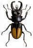 Hexarthrius parryi parryi