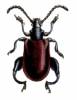 Sagra carbunculus