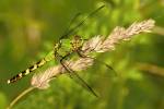 Anax junius