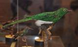 Chrysococcyx cupreus