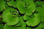 Ginkgo biloba 'Mariken'