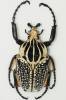 Goliathus goliatus meleagris
