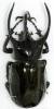 Chalcosoma chiron