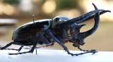 Chalcosoma atlas hesperus