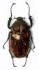 Cheirotonus parryi