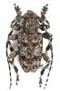 Aegomorphus clavipes - spořec šedý