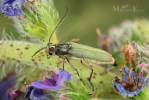 Phytoecia caerulescens caerulescens
