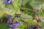 Phytoecia caerulescens caerulescens