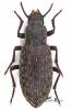 Himatismus villosus