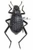 Adesmia cancellata clathrata