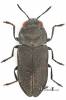 Anthaxia quadripunctata quadripunctata