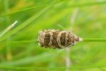 Syricoris rivulana - obaleč luční