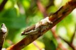 Ancylis myrtillana