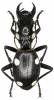 Anthia sexguttata mannerheimi