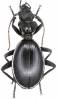 Anthia cinctipennis cinctipennis