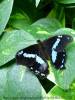 Papilio nireus lyaeus