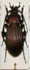 Carabus albrechti albrechti