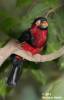 Lybius dubius - Bearded Barbet