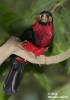 Lybius dubius - Bearded Barbet