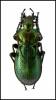 Carabus obsoletus