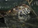 Shinisaurus crocodilurus - krokodýlovec čínský