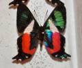 Ancyluris formosissima venerabilis