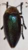 Sternocera pulchra