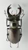 Lucanus cervus turcicus