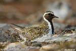 Pluvialis apricaria - European Golden Plover