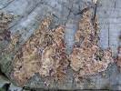 Chondrostereum purpureum - Silverleaf Fungus