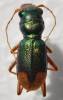 Grammognatha euphratica euphratica
