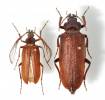 Pathocerus wagneri
