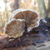 Gloeoporus dichrous