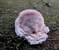Leptoporus mollis