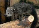Arctictis binturong - binturong