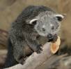 Arctictis binturong - binturong