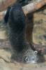 Arctictis binturong - binturong