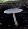 Volvariella caesiotincta