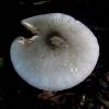 Volvariella caesiotincta