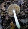 Bolbitius variicolor
