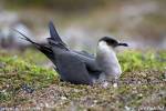 Stercorarius parasiticus - Parasitic Jaeger