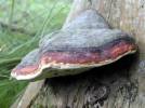 Fomitopsis pinicola