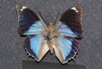 Charaxes bohemani